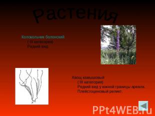 Растения Колокольчик болонский ( III категория) Редкий вид. Хвощ камышовый ( III