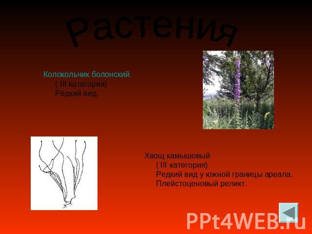 Растения Колокольчик болонский ( III категория) Редкий вид. Хвощ камышовый ( III категория) Редкий вид у южной границы ареала. Плейстоценовый реликт.