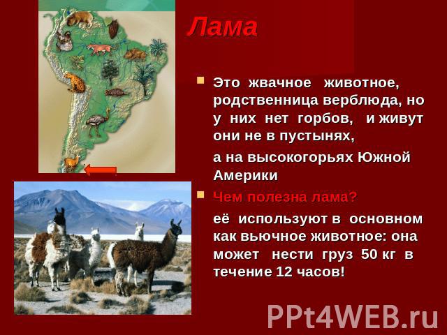 Лама Это жвачное животное, родственница верблюда, но у них нет горбов, и живут они не в пустынях, а на высокогорьях Южной АмерикиЧем полезна лама? её используют в основном как вьючное животное: она может нести груз 50 кг в течение 12 часов!