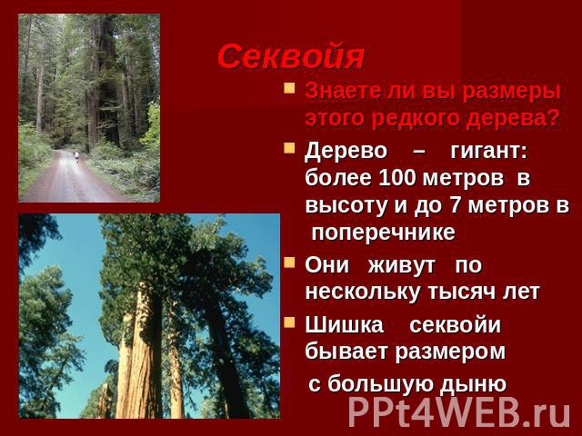Секвойя Знаете ли вы размеры этого редкого дерева?Дерево – гигант: более 100 метров в высоту и до 7 метров в поперечникеОни живут по нескольку тысяч летШишка секвойи бывает размером с большую дыню