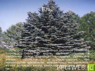 Ель ЕЛЬ, род хвойных вечнозеленых деревьев семейства сосновых. Около 45 видов, г