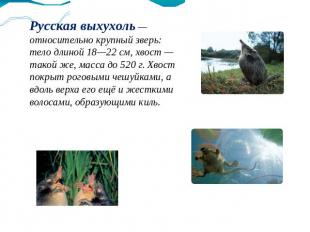 Русская выхухоль — относительно крупный зверь: тело длиной 18—22 см, хвост — так
