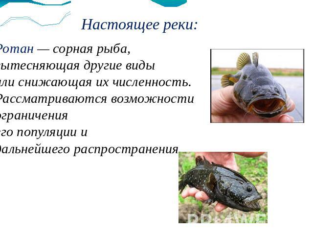 Ротан — сорная рыба, вытесняющая другие виды или снижающая их численность. Рассматриваются возможности ограничения его популяции и дальнейшего распространения.