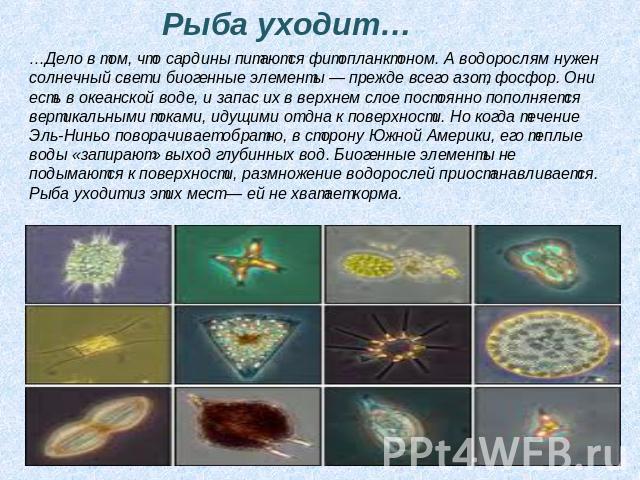 Рыба уходит… …Дело в том, что сардины питаются фитопланктоном. А водорослям нужен солнечный свет и биогенные элементы — прежде всего азот, фосфор. Они есть в океанской воде, и запас их в верхнем слое постоянно пополняется вертикальными токами, идущи…