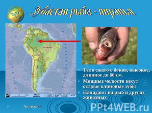 Зубастая рыба - пиранья Тело сжато с боков, высокое, длинное до 60 см. Мощные че