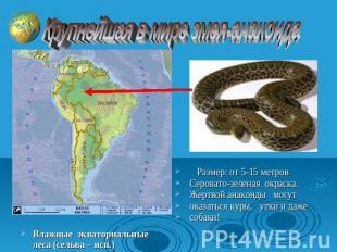 Крупнейшая в мире змея-анаконда Влажные экваториальные леса (сельва – исп.) Разм