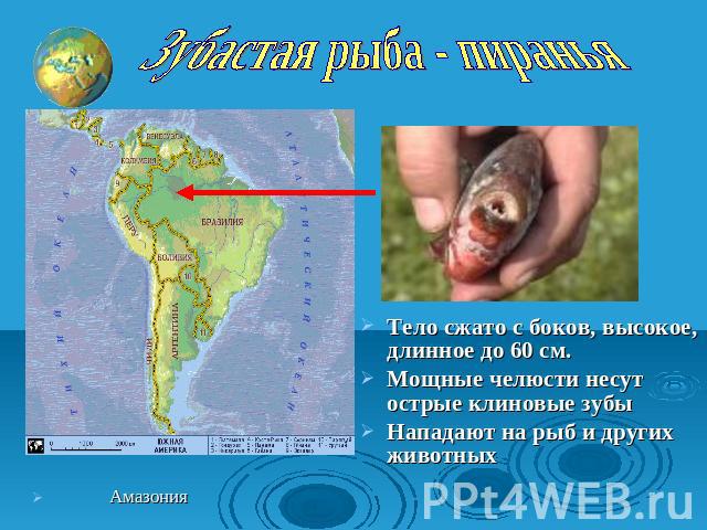 Зубастая рыба - пиранья Тело сжато с боков, высокое, длинное до 60 см. Мощные челюсти несут острые клиновые зубыНападают на рыб и других животных Амазония