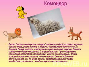 Комондор Этот "король венгерских овчарок" является одной из самых крупных собак