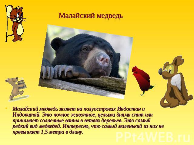 Малайский медведь Малайский медведь живет на полуостровах Индостан и Индокитай. Это ночное животное, целыми днями спит или принимает солнечные ванны в ветвях деревьев. Это самый редкий вид медведей. Интересно, что самый маленький из них не превышает…