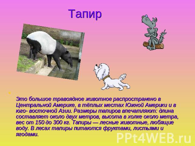 Тапир Это большое травоядное животное распространено в Центральной Америке, в тёплых местах Южной Америки и в юго- восточной Азии. Размеры тапиров впечатляют: длина составляет около двух метров, высота в холке около метра, вес от 150 до 300 кг. Тапи…
