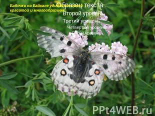 Бабочки на Байкале удивляют своей красотой и многообразием!