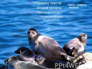 Нерпа - эндемик Байкала