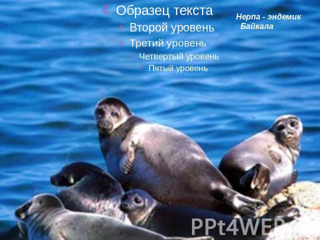 Нерпа - эндемик Байкала