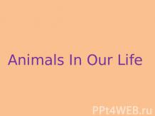 Animals In Our Life