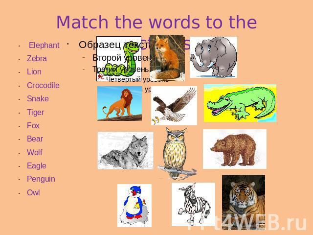 Match the words to the pictures Elephant ZebraLionCrocodile SnakeTigerFoxBearWolf EaglePenguin Owl