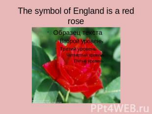 The symbol of England is a red rose
