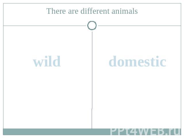 There are different animalswild domestic