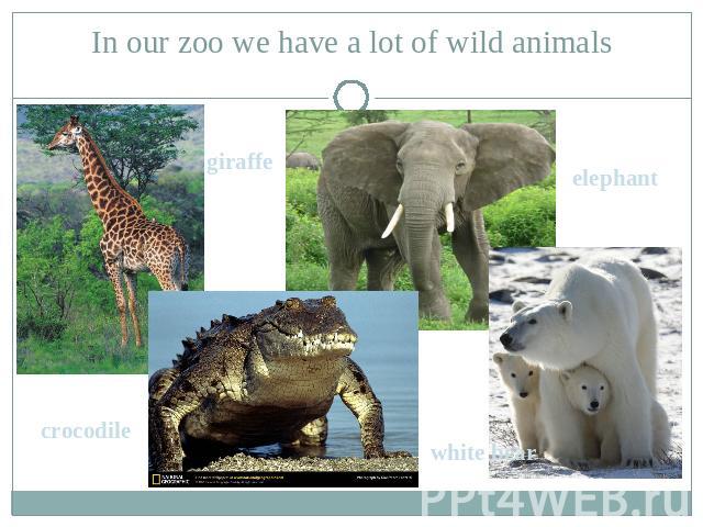 In our zoo we have a lot of wild animals giraffe crocodile white bear elephant