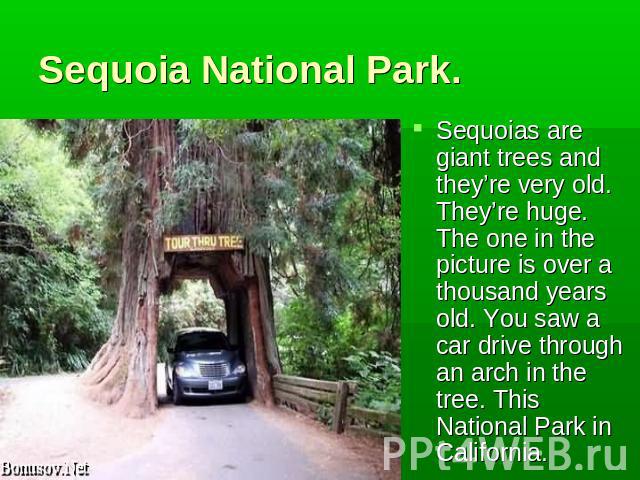Sequoia National Park. Sequoias are giant trees and they’re very old. They’re huge. The one in the picture is over a thousand years old. You saw a car drive through an arch in the tree. This National Park in California.