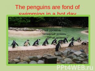 The penguins are fond of swimming in a hot day
