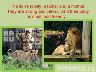 The lion’s family: a father and a mother. They are strong and clever. And their