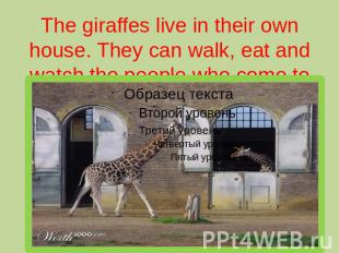 The giraffes live in their own house. They can walk, eat and watch the people wh