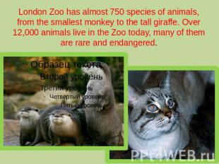 London Zoo has almost 750 species of animals, from the smallest monkey to the ta