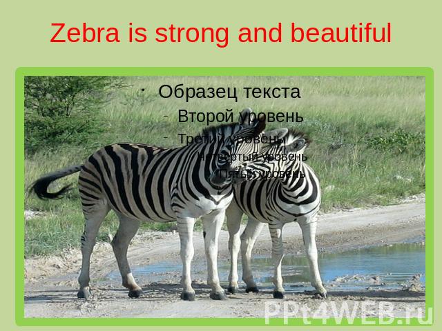 Zebra is strong and beautiful