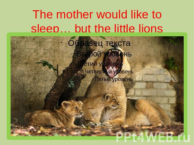 The mother would like to sleep… but the little lions wouldn’t like to…