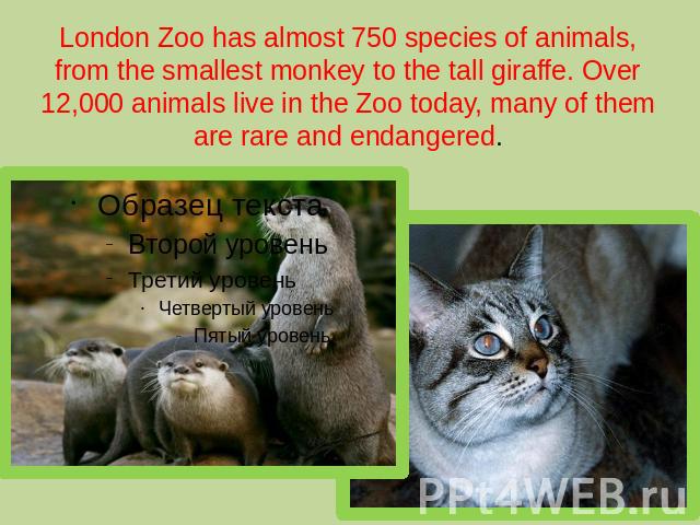 London Zoo has almost 750 species of animals, from the smallest monkey to the tall giraffe. Over 12,000 animals live in the Zoo today, many of them are rare and endangered.