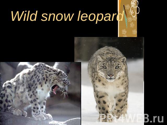 Wild snow leopard