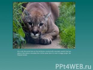 As a rule the puma lives on the territories covered with mountain woods that has