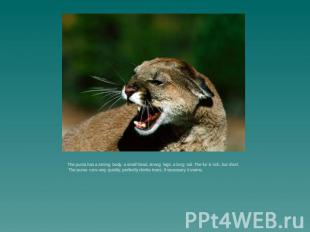 The puma has a strong body, a small head, strong legs, a long tail. The fur is r