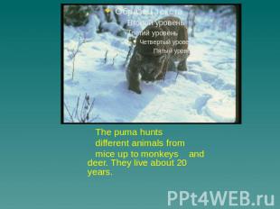 The puma hunts different animals from mice up to monkeys and deer. They live abo