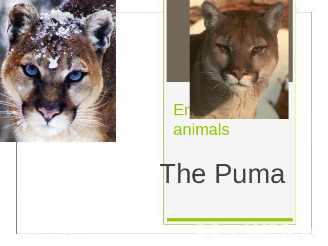 Endangered animalsThe Puma