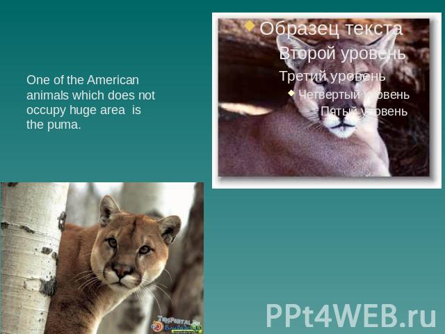 One of the American animals which does not occupy huge area is the puma.