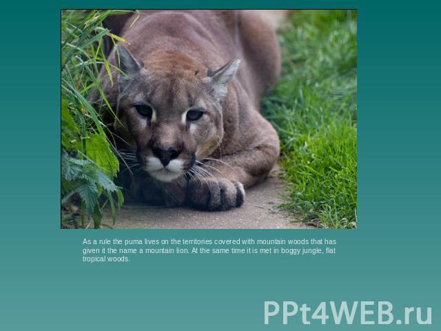 As a rule the puma lives on the territories covered with mountain woods that has given it the name a mountain lion. At the same time it is met in boggy jungle, flat tropical woods.