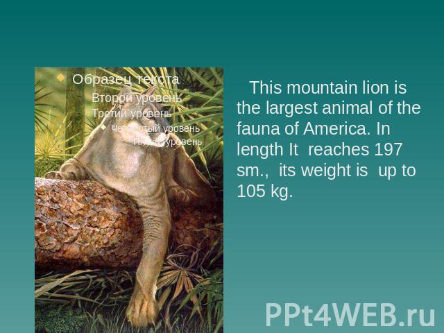 This mountain lion is the largest animal of the fauna of America. In length It reaches 197 sm., its weight is up to 105 kg.