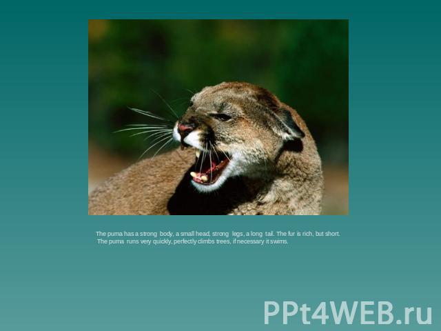 The puma has a strong body, a small head, strong legs, a long tail. The fur is rich, but short. The puma runs very quickly, perfectly climbs trees, if necessary it swims.