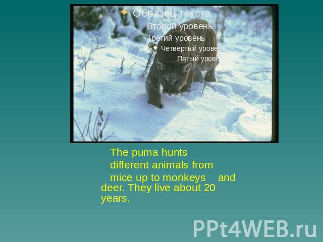 The puma hunts different animals from mice up to monkeys and deer. They live about 20 years.