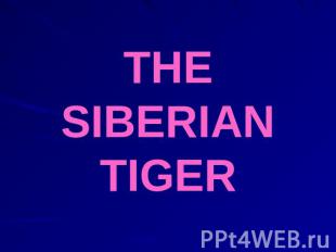 THE SIBERIAN TIGER