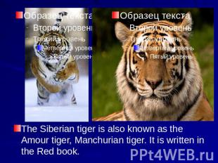 The Siberian tiger is also known as the Amour tiger, Manchurian tiger. It is wri