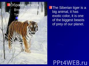 The Siberian tiger is a big animal, it has exotic color, it is one of the bigges