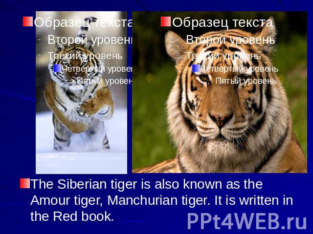 The Siberian tiger is also known as the Amour tiger, Manchurian tiger. It is written in the Red book.