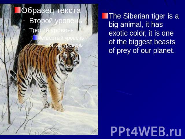 The Siberian tiger is a big animal, it has exotic color, it is one of the biggest beasts of prey of our planet.