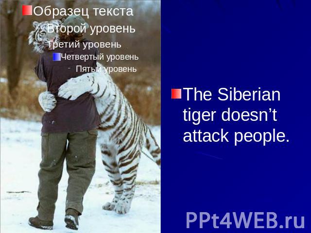 The Siberian tiger doesn’t attack people.