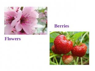 Flowers Berries