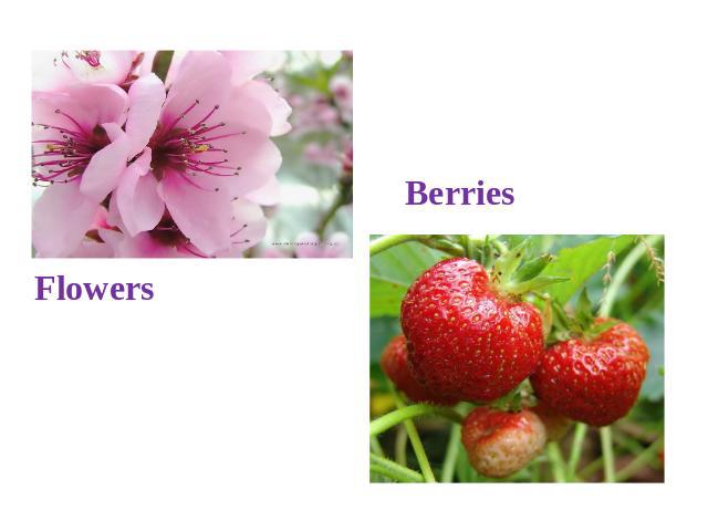 Flowers Berries
