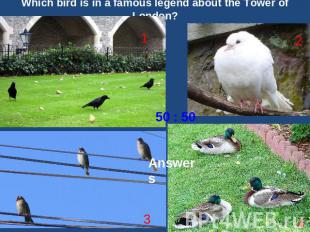 Which bird is in a famous legend about the Tower of London?
