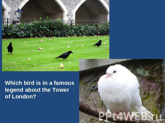 Which bird is in a famous legend about the Tower of London?